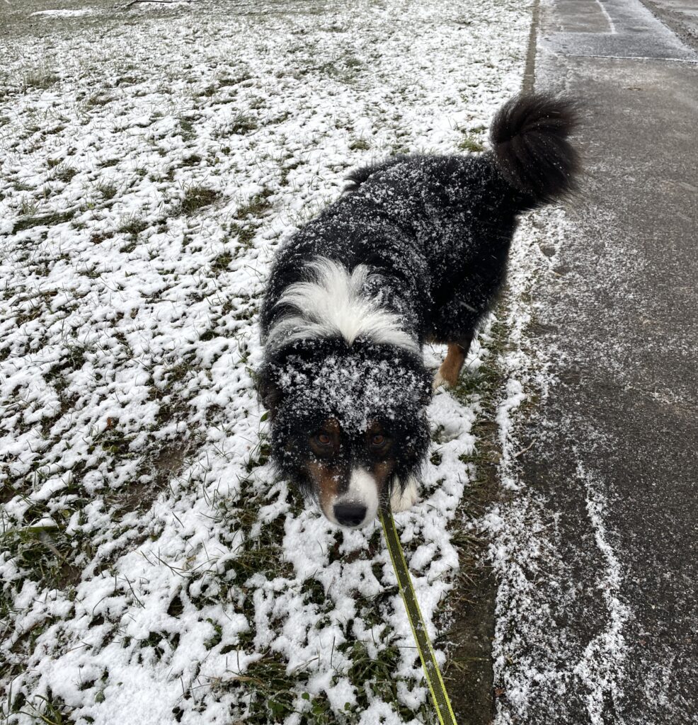 Schnee an Weihnachten: verschneite Wiese mit Hund
