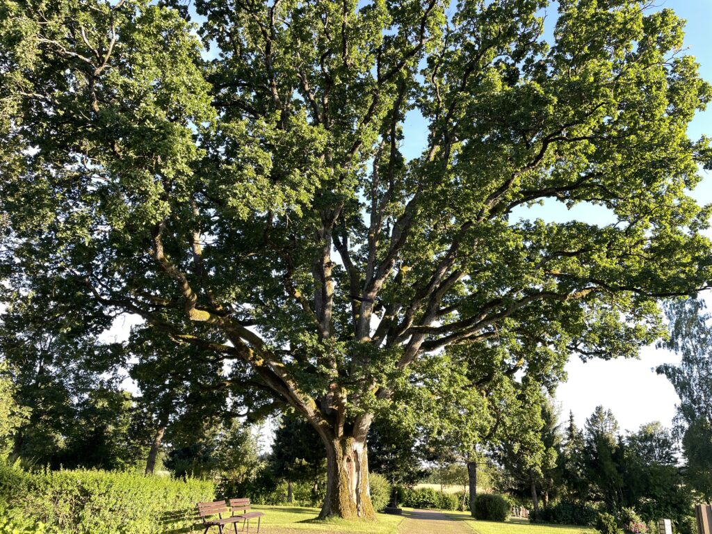 Baum: große Eiche